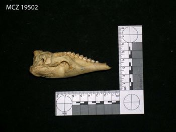 Media type: image;   Mammalogy 19502 Description: Image of skeleton specimen - lateral view. lateral view of skull.;